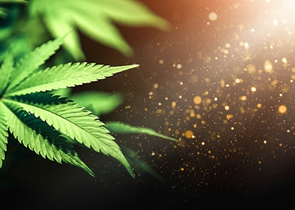 feuilles de canabis sur fond neutre