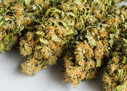 gros plan sur plantes de cannabis sur surface blanche